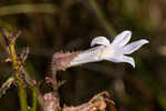 Shortleaf lobelia